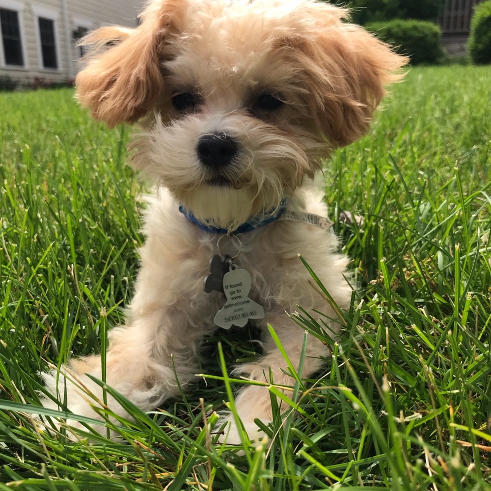 Meet your Posher, Maddie